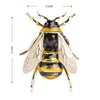 Broche Broche abeille ouvrière - Zinc & Email The Sexy Scientist