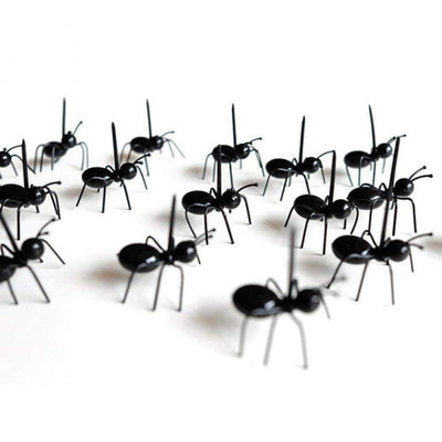 NOUVEAU Pics apéro colonies de fourmis ! The Sexy Scientist